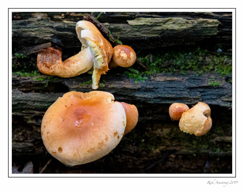 mushrooms 3k srgb.jpg